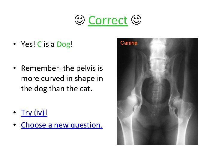  Correct • Yes! C is a Dog! • Remember: the pelvis is more