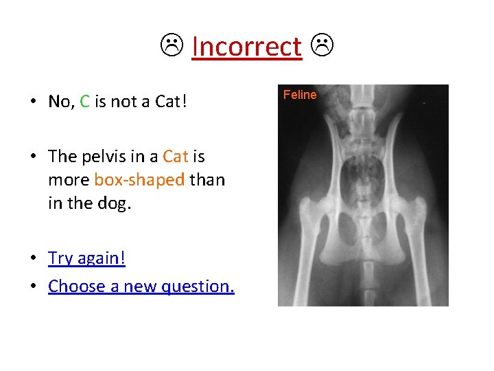  Incorrect • No, C is not a Cat! • The pelvis in a