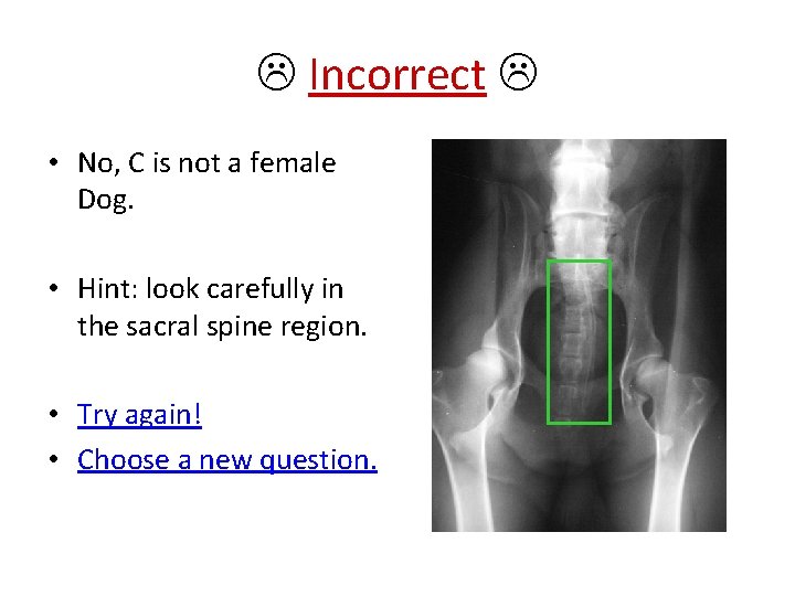  Incorrect • No, C is not a female Dog. • Hint: look carefully