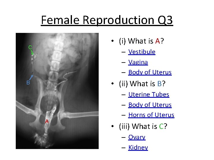 Female Reproduction Q 3 • (i) What is A? C – Vestibule – Vagina