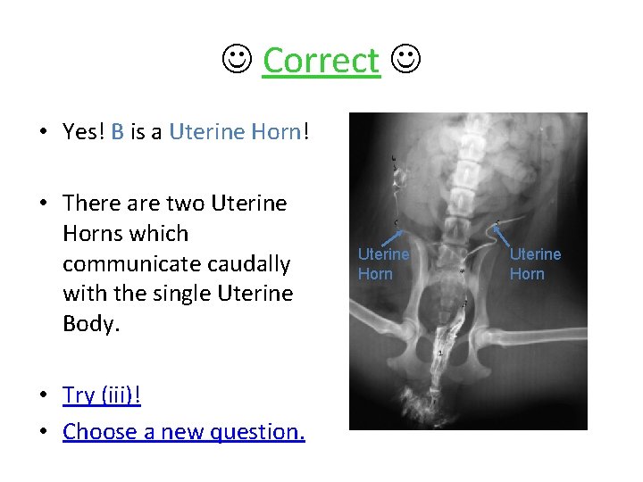  Correct • Yes! B is a Uterine Horn! • There are two Uterine