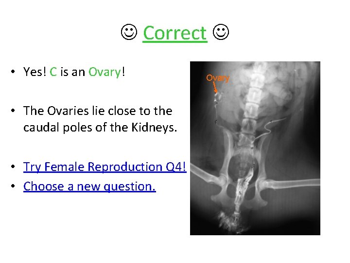  Correct • Yes! C is an Ovary! • The Ovaries lie close to