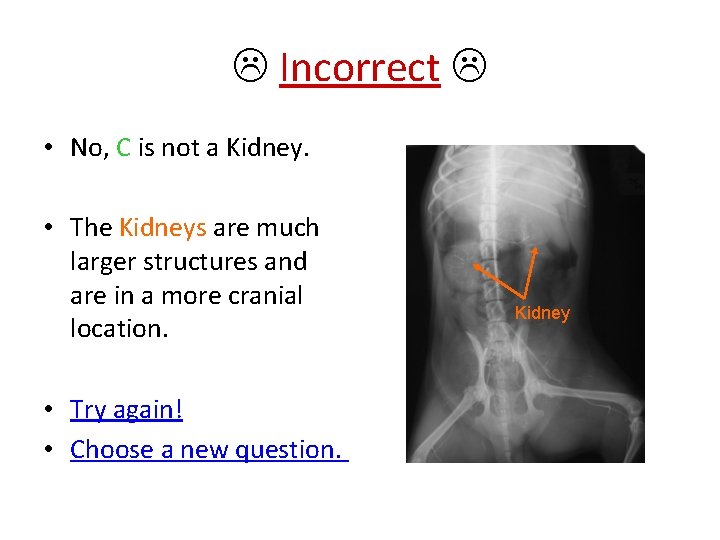  Incorrect • No, C is not a Kidney. • The Kidneys are much