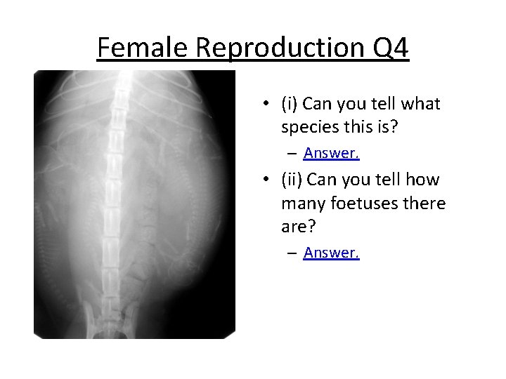 Female Reproduction Q 4 • (i) Can you tell what species this is? –