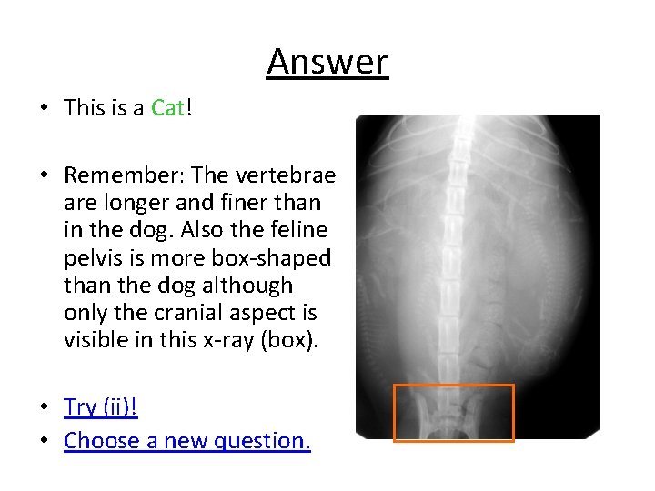 Answer • This is a Cat! • Remember: The vertebrae are longer and finer
