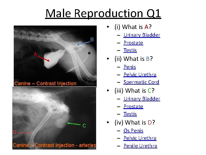 Male Reproduction Q 1 • (i) What is A? B A – Urinary Bladder