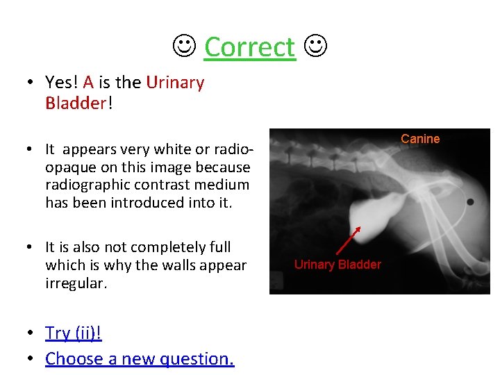  Correct • Yes! A is the Urinary Bladder! Canine • It appears very