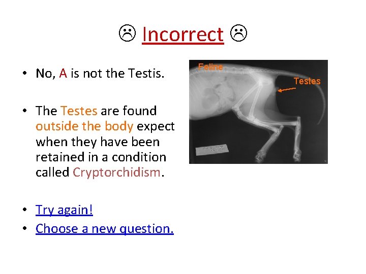  Incorrect • No, A is not the Testis. • The Testes are found