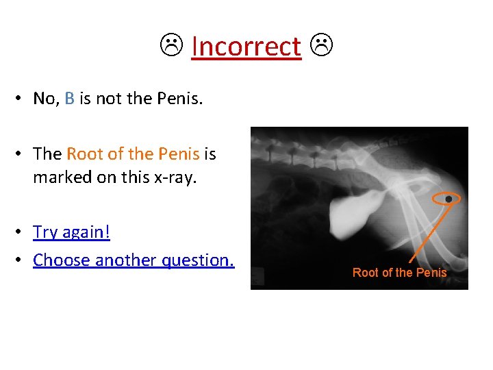  Incorrect • No, B is not the Penis. • The Root of the