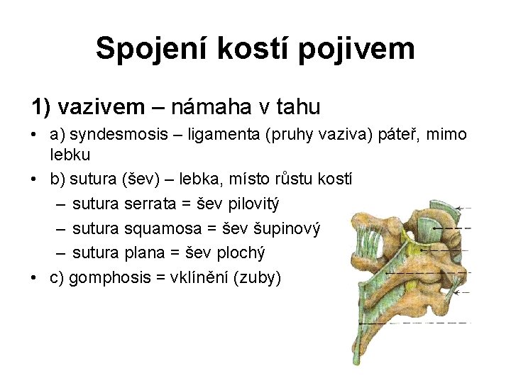 Spojení kostí pojivem 1) vazivem – námaha v tahu • a) syndesmosis – ligamenta