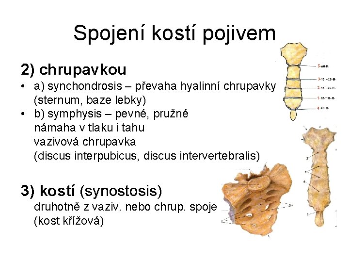 Spojení kostí pojivem 2) chrupavkou • a) synchondrosis – převaha hyalinní chrupavky (sternum, baze