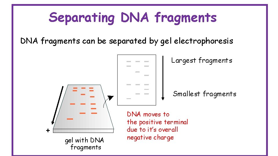 Separating DNA fragments can be separated by gel electrophoresis Largest fragments Smallest fragments +