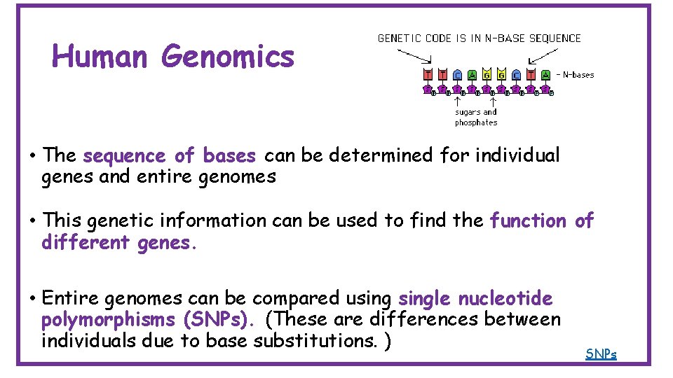 Human Genomics • The sequence of bases can be determined for individual genes and
