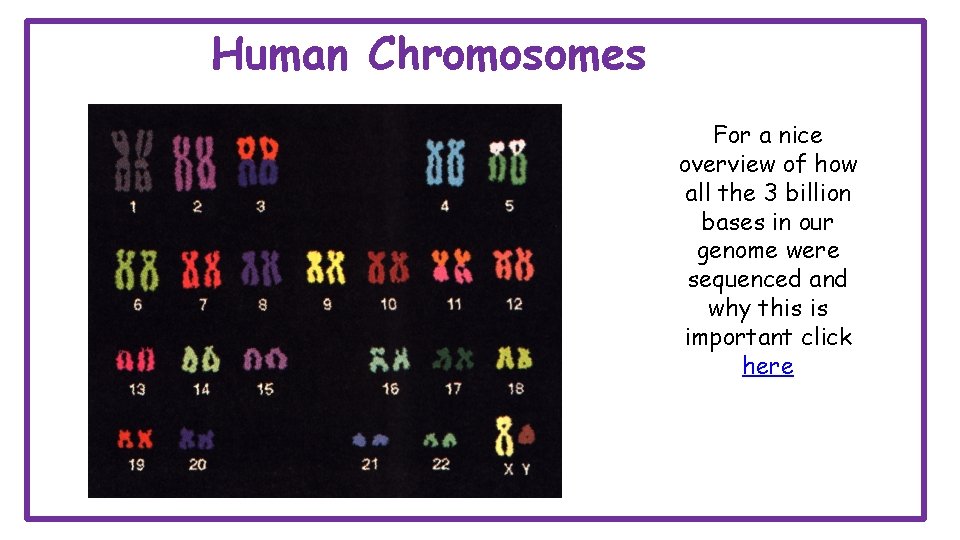Human Chromosomes For a nice overview of how all the 3 billion bases in
