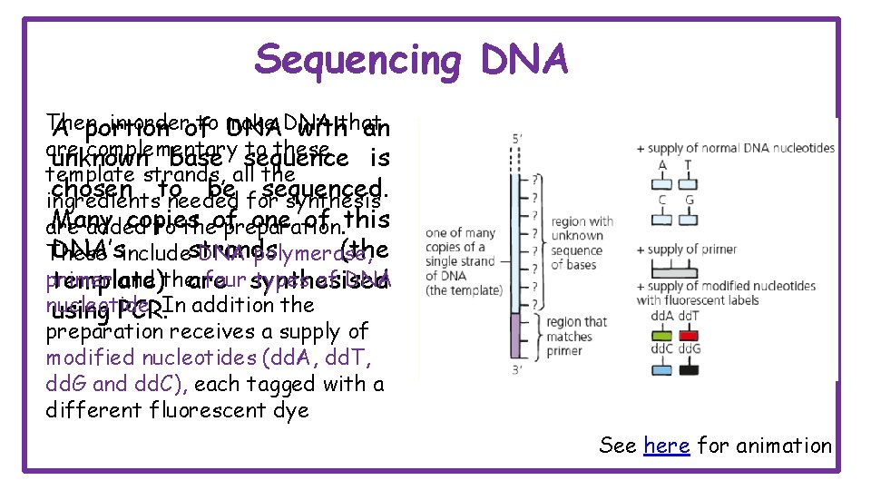 Sequencing DNA Then, in orderof to make A portion DNADNA withthat an are complementary