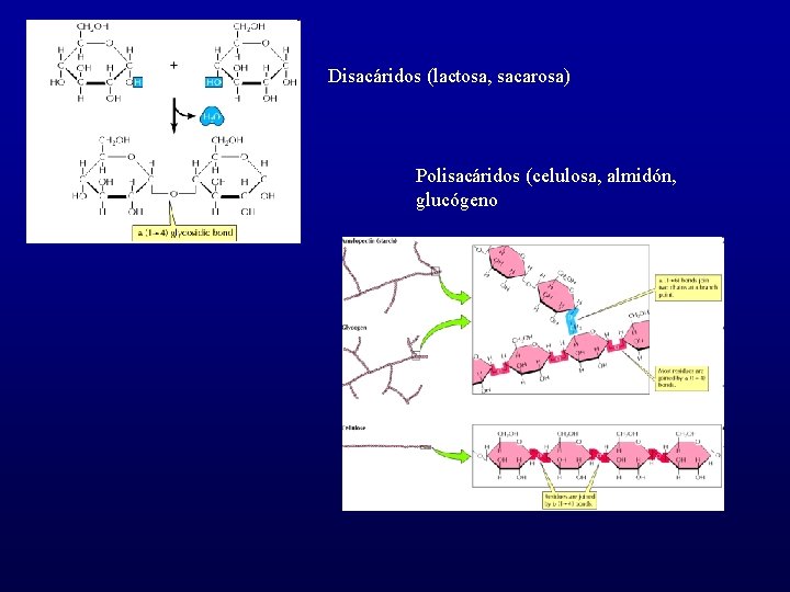 Disacáridos (lactosa, sacarosa) Polisacáridos (celulosa, almidón, glucógeno 