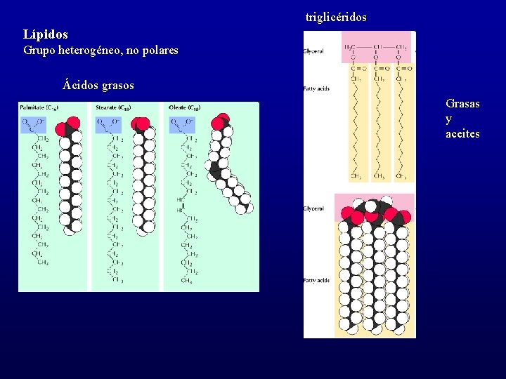 triglicéridos Lípidos Grupo heterogéneo, no polares Ácidos grasos Grasas y aceites 