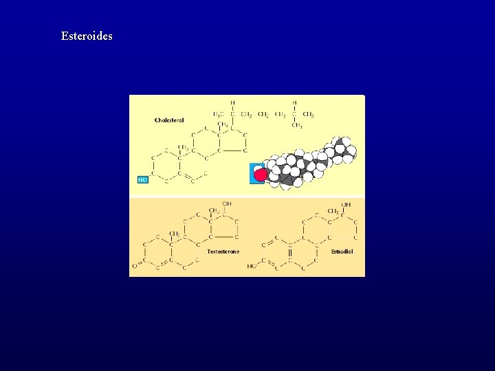 Esteroides 