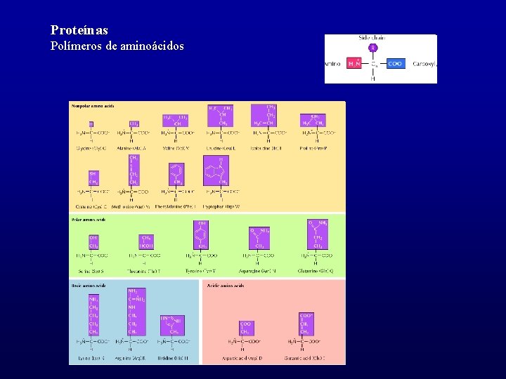 Proteínas Polímeros de aminoácidos 