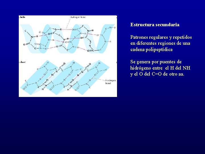 Estructura secundaria Patrones regulares y repetidos en diferentes regiones de una cadena polipeptídica Se
