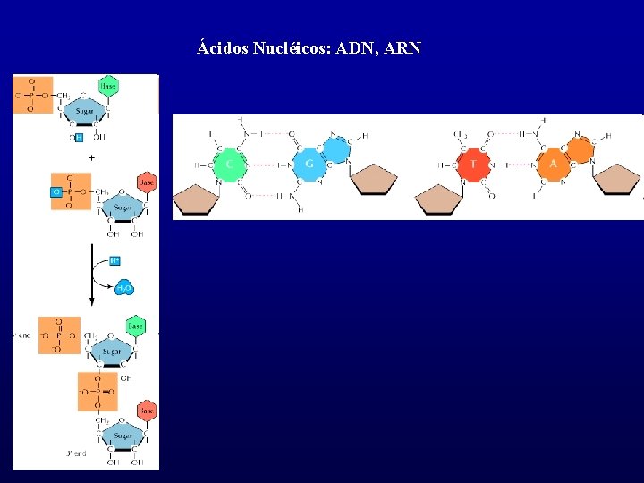 Ácidos Nucléicos: ADN, ARN 