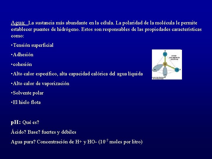 Agua: La sustancia más abundante en la célula. La polaridad de la molécula le