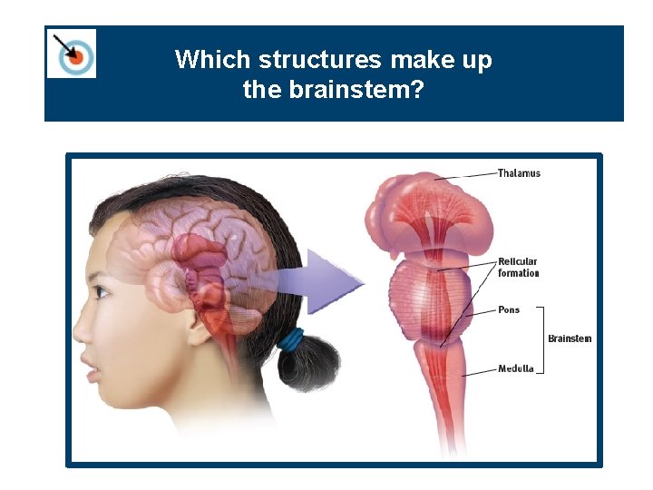 Which structures make up the brainstem? 