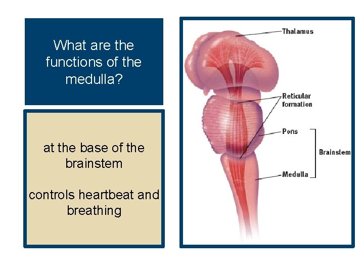 What are the functions of the medulla? at the base of the brainstem controls