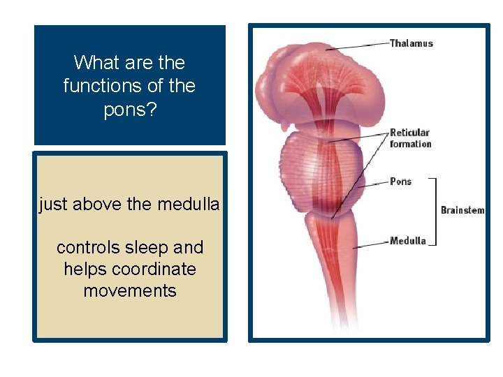 What are the functions of the pons? just above the medulla controls sleep and