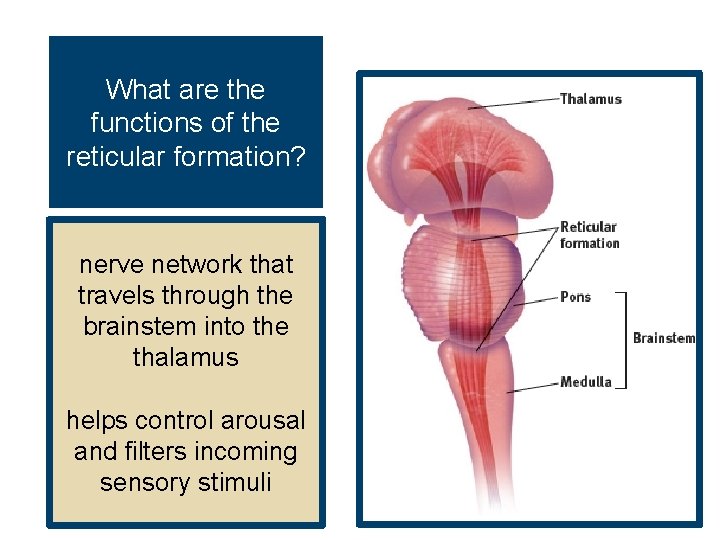What are the functions of the reticular formation? nerve network that travels through the