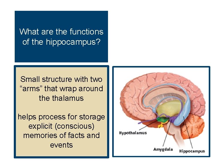 What are the functions of the hippocampus? Small structure with two “arms” that wrap