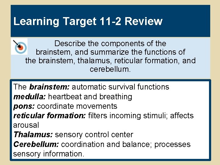 Learning Target 11 -2 Review Describe the components of the brainstem, and summarize the