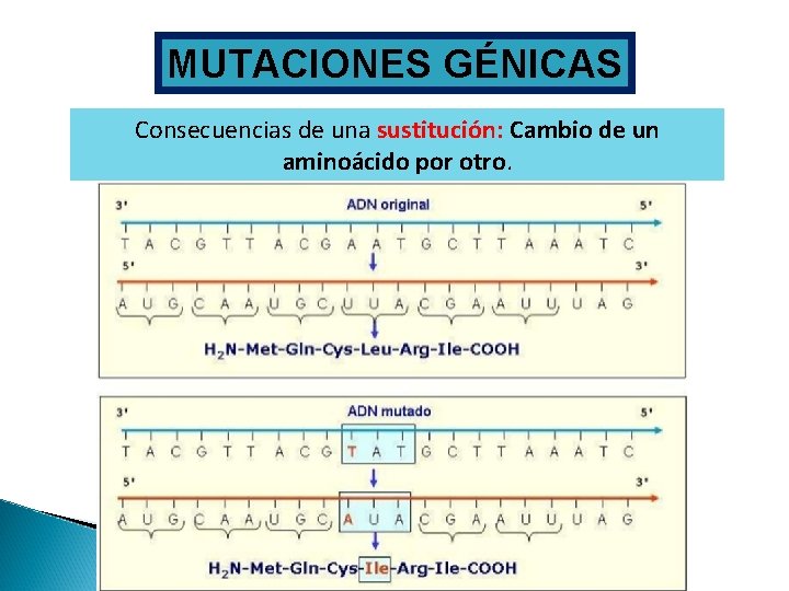 MUTACIONES GÉNICAS Consecuencias de una sustitución: Cambio de un aminoácido por otro. 
