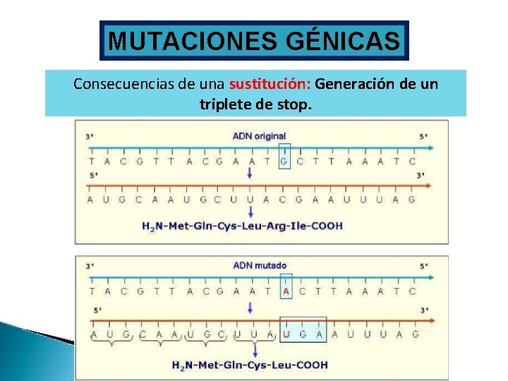 MUTACIONES GÉNICAS Consecuencias de una sustitución: Generación de un triplete de stop. 