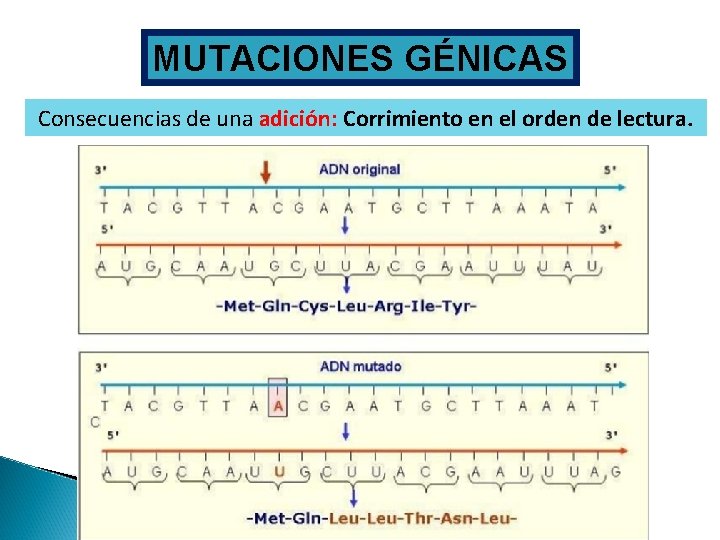 MUTACIONES GÉNICAS Consecuencias de una adición: Corrimiento en el orden de lectura. 