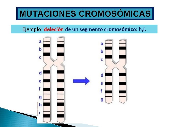 MUTACIONES CROMOSÓMICAS Ejemplo: deleción de un segmento cromosómico: h, i. 