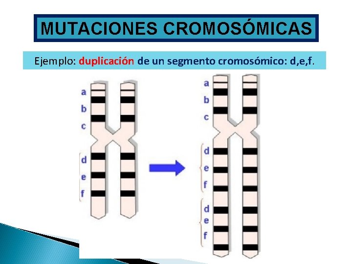 MUTACIONES CROMOSÓMICAS Ejemplo: duplicación de un segmento cromosómico: d, e, f. 
