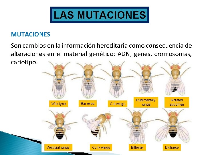 LAS MUTACIONES Son cambios en la información hereditaria como consecuencia de alteraciones en el