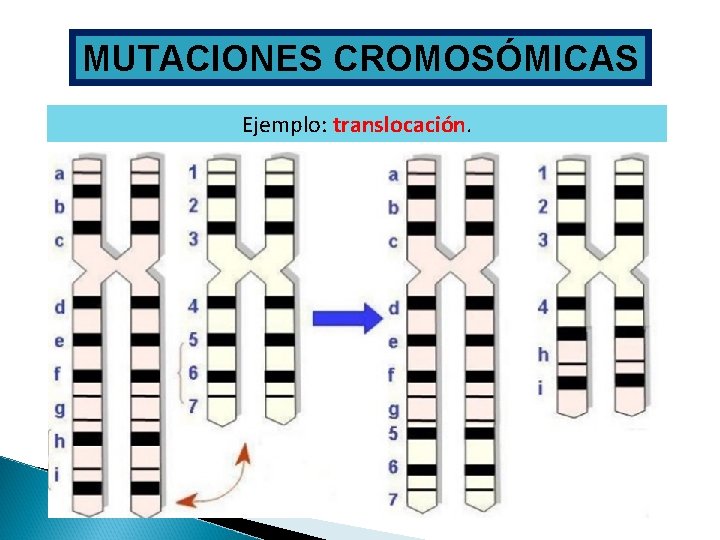 MUTACIONES CROMOSÓMICAS Ejemplo: translocación. 