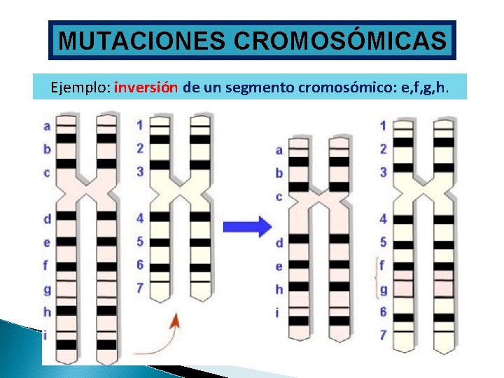 MUTACIONES CROMOSÓMICAS Ejemplo: inversión de un segmento cromosómico: e, f, g, h. 