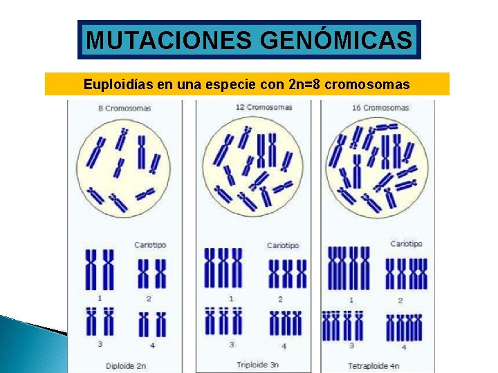 MUTACIONES GENÓMICAS Euploidías en una especie con 2 n=8 cromosomas 