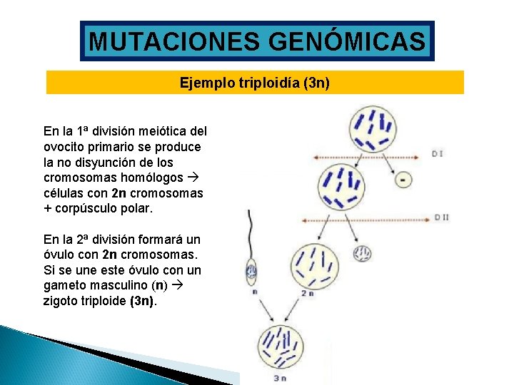 MUTACIONES GENÓMICAS Ejemplo triploidía (3 n) En la 1ª división meiótica del ovocito primario