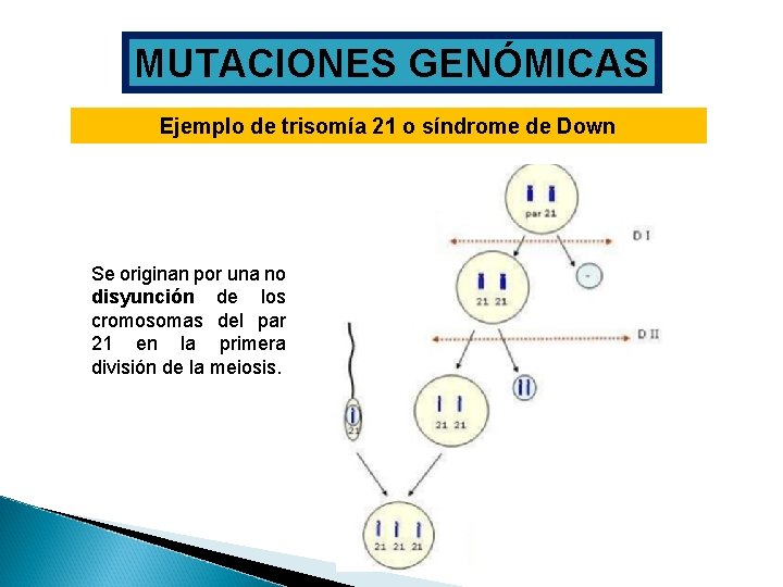 MUTACIONES GENÓMICAS Ejemplo de trisomía 21 o síndrome de Down Se originan por una