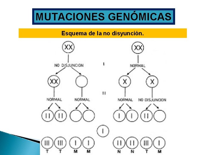 MUTACIONES GENÓMICAS Esquema de la no disyunción. 