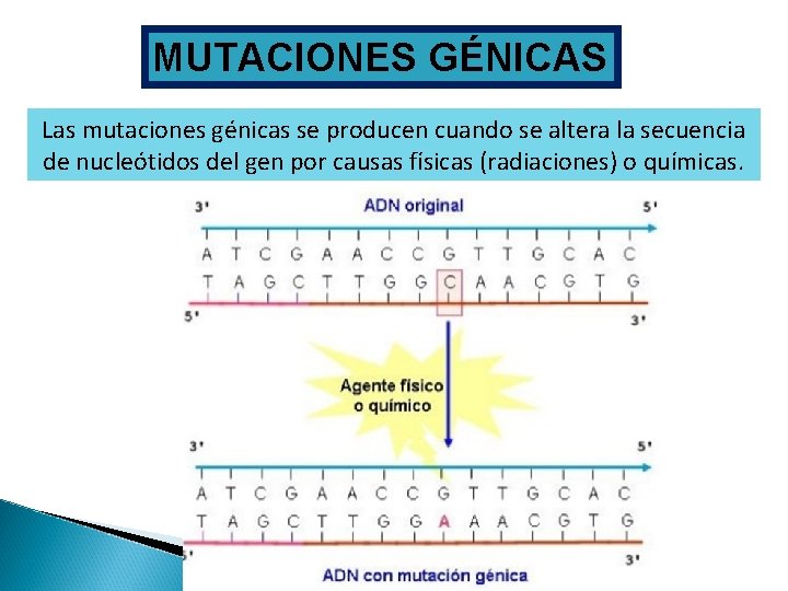 MUTACIONES GÉNICAS Las mutaciones génicas se producen cuando se altera la secuencia de nucleótidos