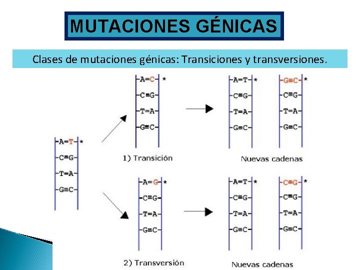 MUTACIONES GÉNICAS Clases de mutaciones génicas: Transiciones y transversiones. 