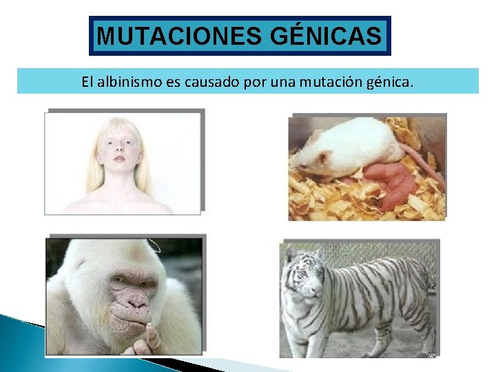 MUTACIONES GÉNICAS El albinismo es causado por una mutación génica. 