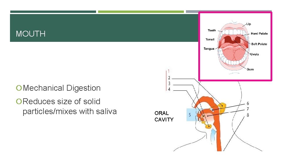 MOUTH Mechanical Digestion Reduces size of solid particles/mixes with saliva ORAL CAVITY 