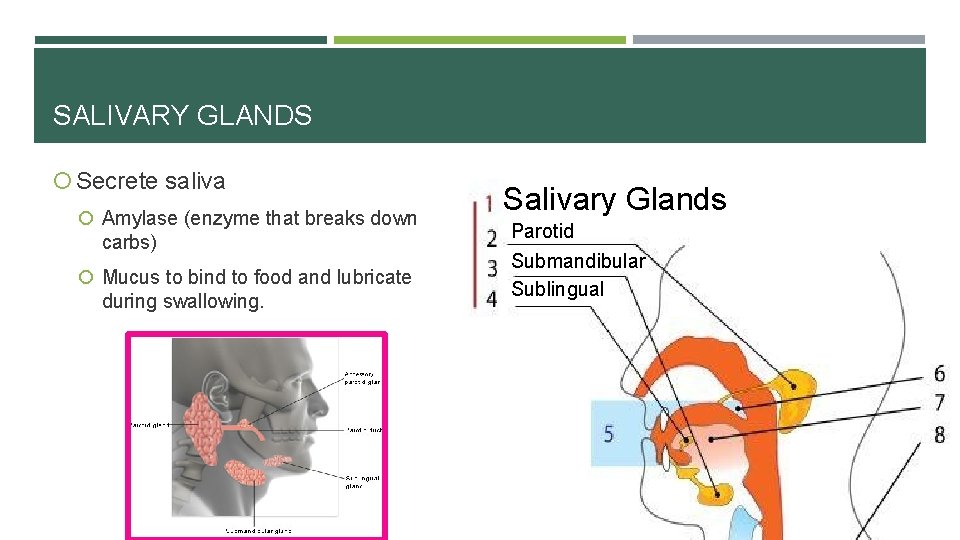 SALIVARY GLANDS Secrete saliva Amylase (enzyme that breaks down carbs) Mucus to bind to