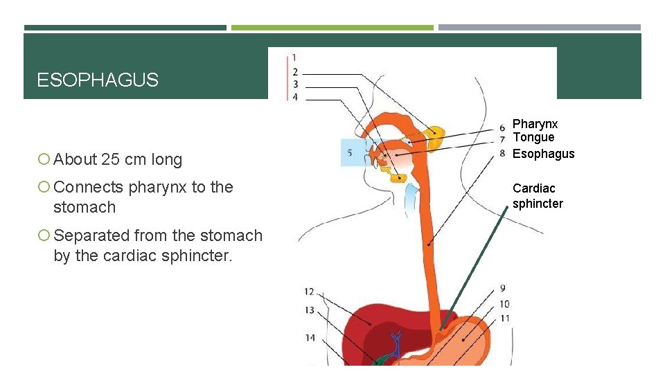 ESOPHAGUS About 25 cm long Connects pharynx to the stomach Separated from the stomach